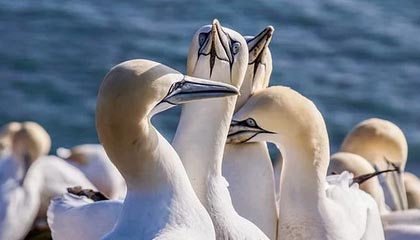 爱体育娱乐入口-逆转之王：那些令人惊叹的逆转战役，逆转之王小说