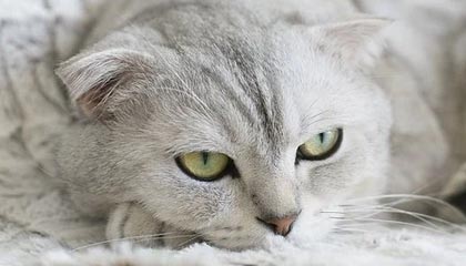 爱游戏-佛罗伦萨主场-惨败国米，遭遇惨败，佛罗伦萨对国米比赛结果