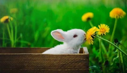 爱游戏官网首页-日本队与传统强队展开激烈角逐，日本队与传统强队展开激烈角逐的区别