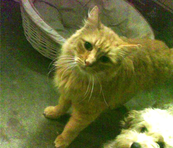 中国三人篮球女队比赛策略趋于成熟,三人篮球 中国女队