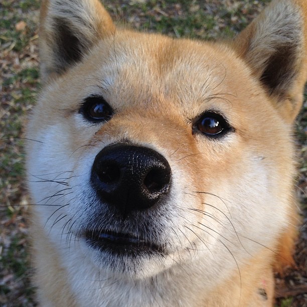 德国队备战国际乒联混合团体世界杯:赛制与战术的结合,国际乒联德国公开赛