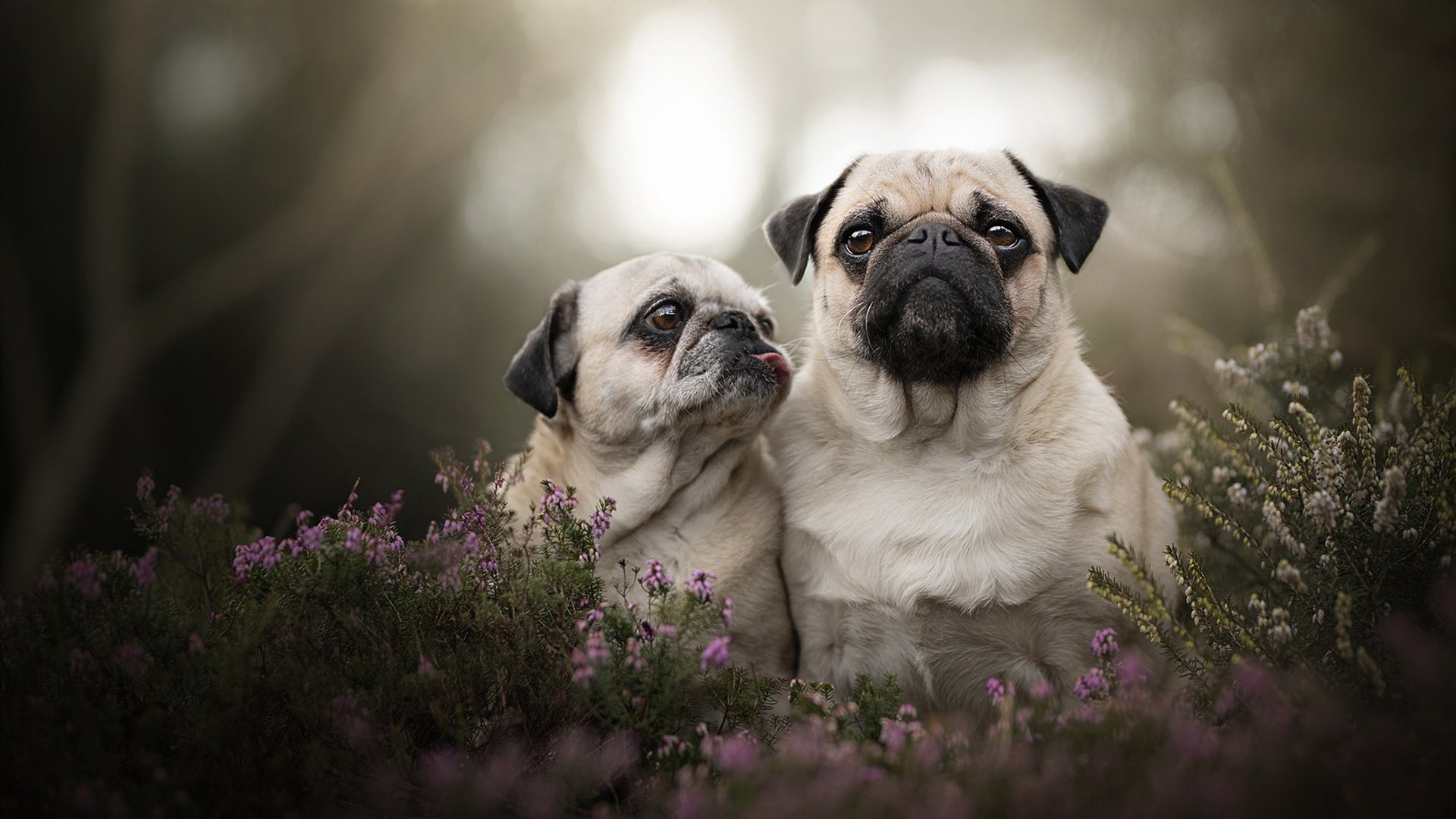 瑞典乒乓球队的战术亮点:快速反应与精准落点,瑞典著名乒乓球有哪些选手