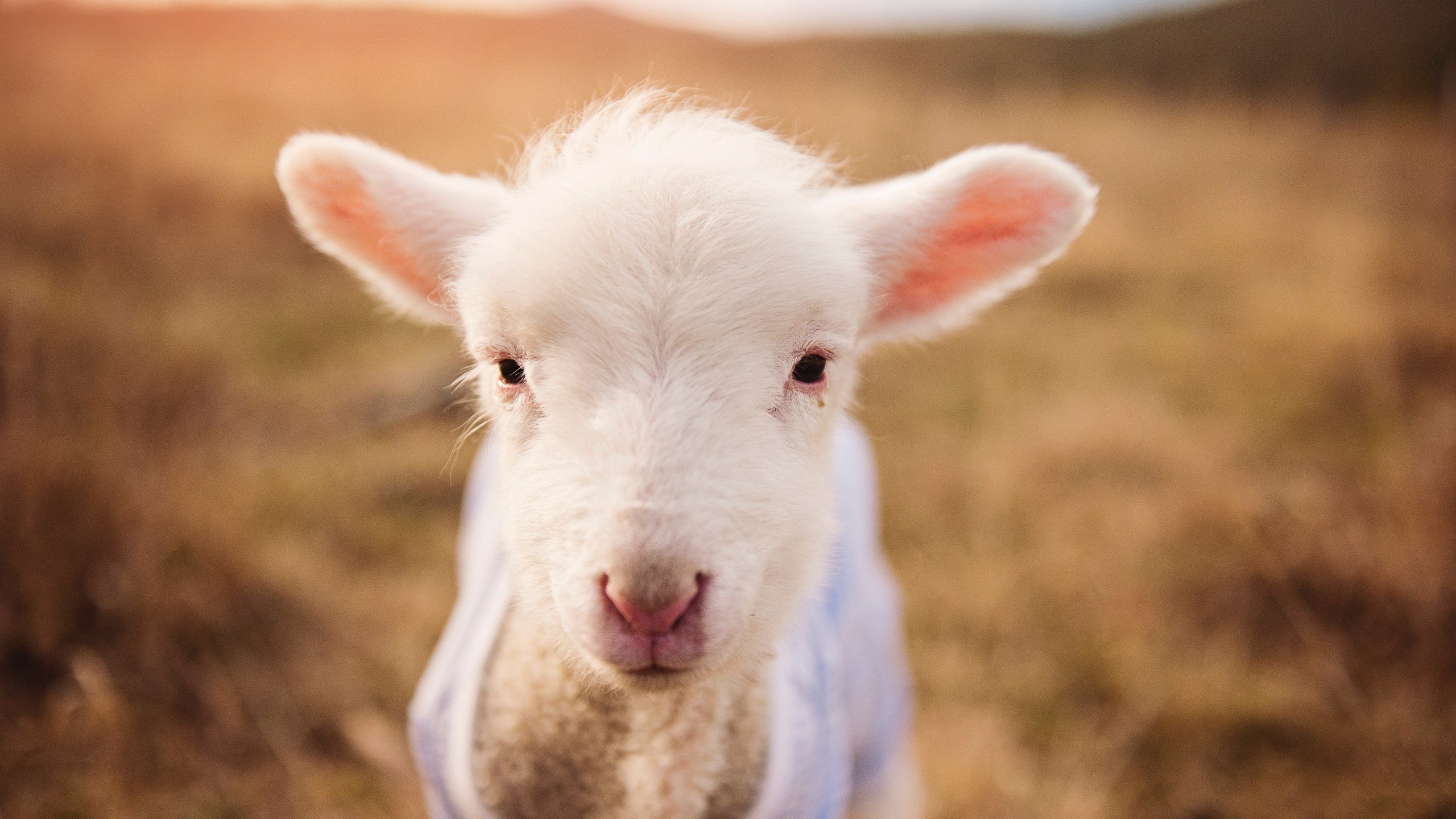 节奏打乱后球队如何迅速重建防守结构,节奏打乱后球队如何迅速重建防守结构