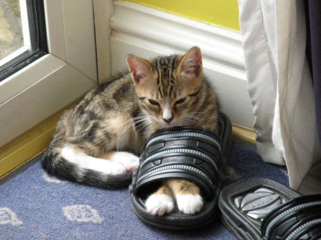 史密斯女子50米仰泳决赛夺冠有望,美国女子仰泳史密斯