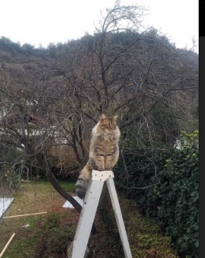 巴西队在南美预赛中领先,占据晋级有利位置